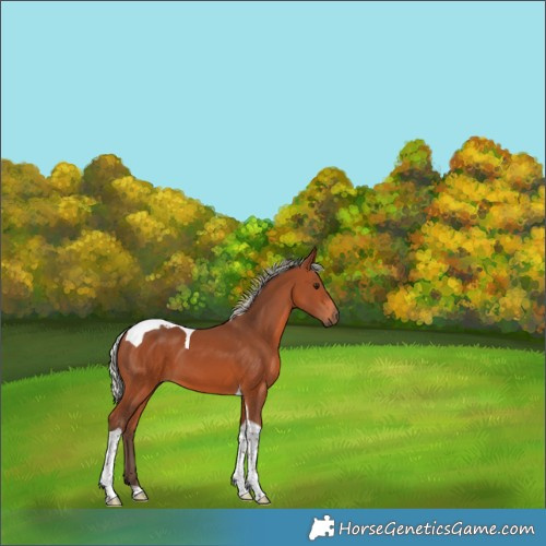 Horse Color:Silver Brown Tobiano 