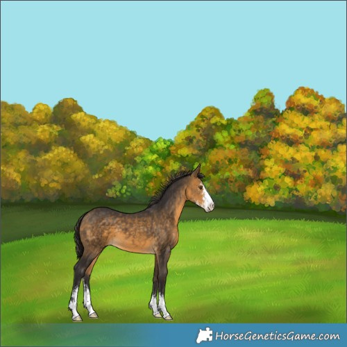 Horse Color:Buckskin Sabino 