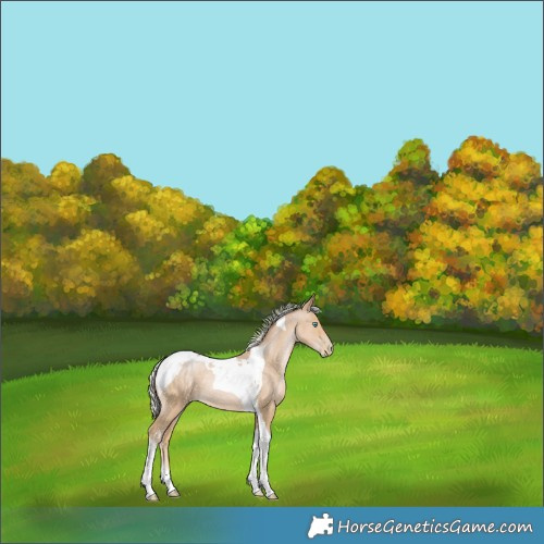 Horse Color:Silver Smoky Black Pearl Tobiano 