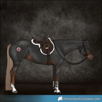 Horse Color:Liver Chestnut Tobiano 