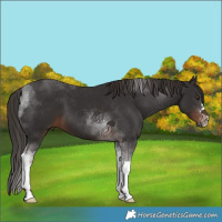 Horse Color:Liver Chestnut Tobiano 