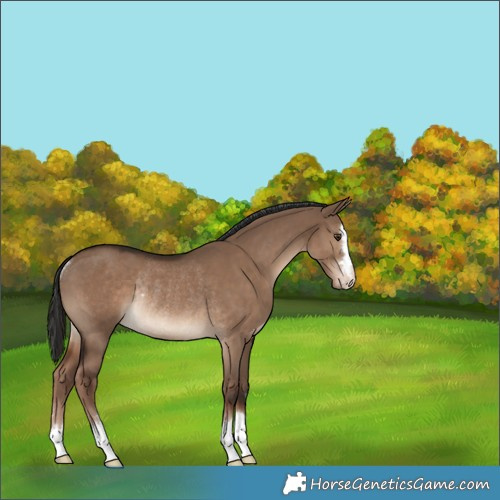 Horse Color:Liver Red Dun Rabicano 