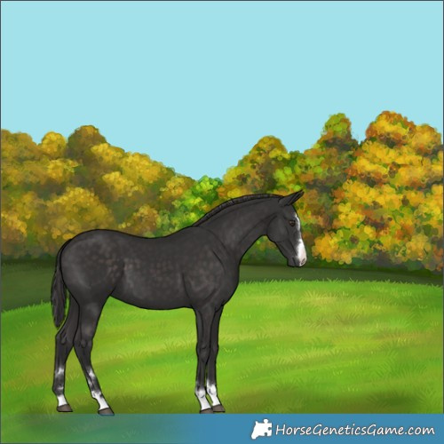Horse Color:Platinum Liver Chestnut 