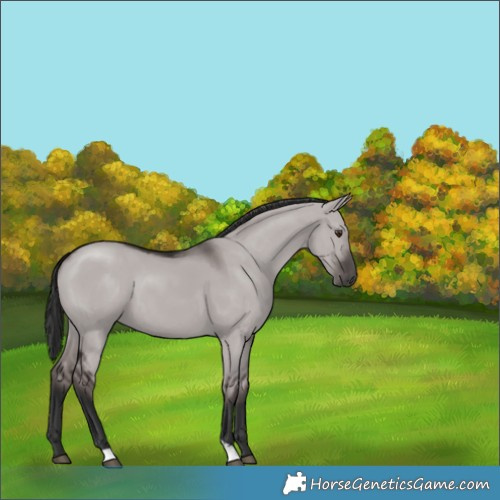 Horse Color:Platinum Liver Red Dun 