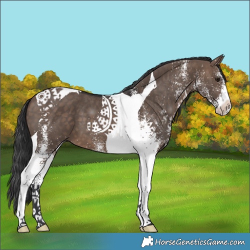Horse Color:White Spotted Brown Dun Tobiano 