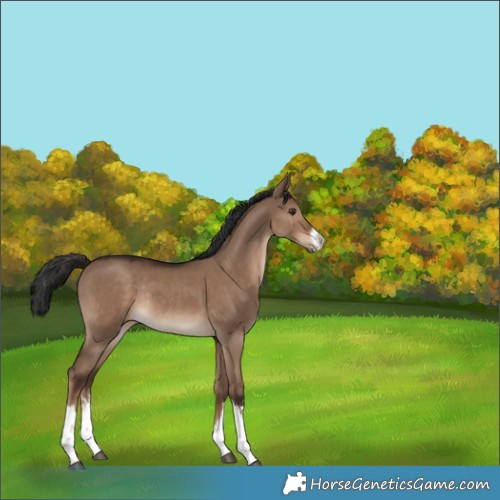 Horse Color:White Spotted Liver Red Dun Rabicano 
