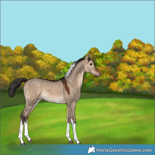 Horse Color:White Spotted Bay Dun Tobiano Rabicano 