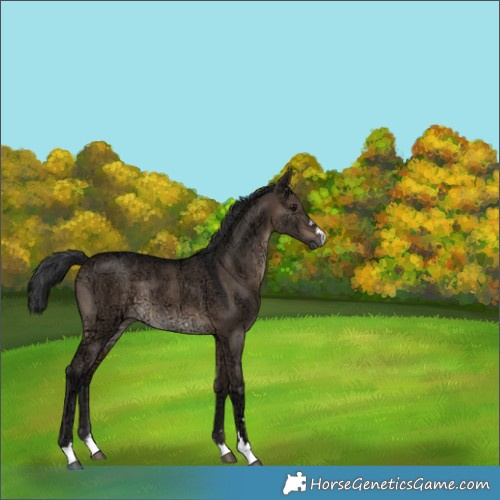 Horse Color:Brown Ice Dun Rabicano 