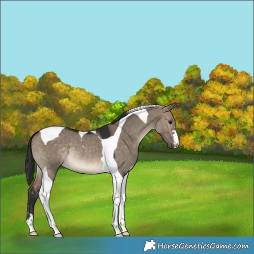 Horse Color:Brown Dun Tobiano Rabicano 