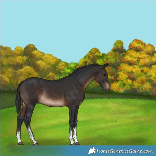 Horse Color:White Spotted Brown Rabicano 
