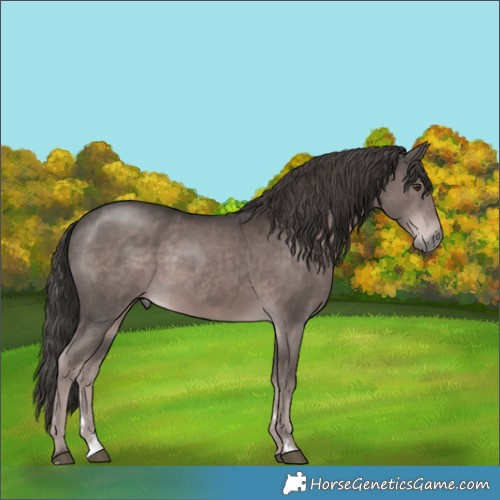 Horse Color:Platinum Liver Chestnut Rabicano 