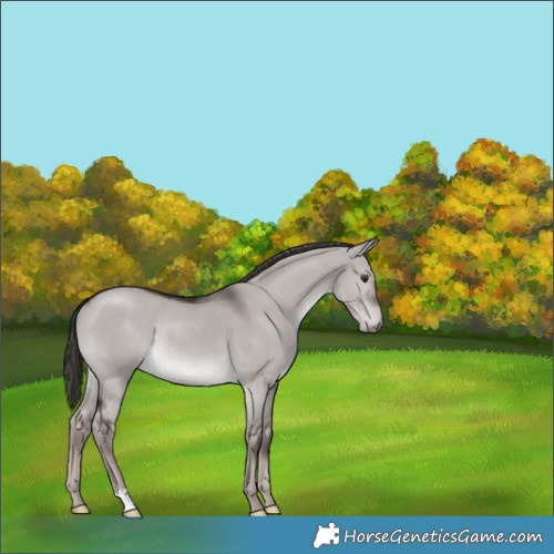 Horse Color:Platinum Liver Red Dun Rabicano 