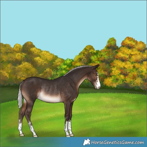 Horse Color:Silver Brown Rabicano 