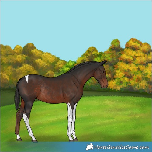 Horse Color:Liver Chestnut Tobiano Rabicano 
