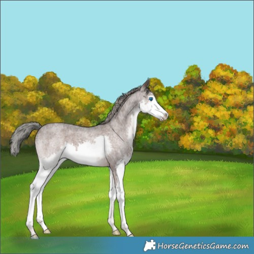 Horse Color:Liver Red Roan Mushroom Splash Rabicano 