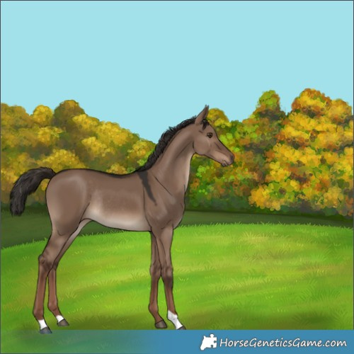 Horse Color:Liver Red Dun Rabicano 
