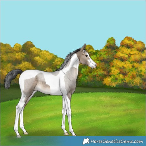 Horse Color:White Spotted Brown Dun Tobiano Rabicano 
