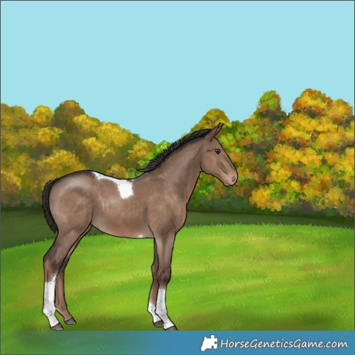 Horse Color:Liver Red Dun Tobiano 