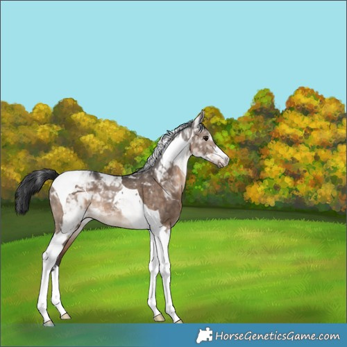 Horse Color:Brown Dun Tobiano Rabicano 
