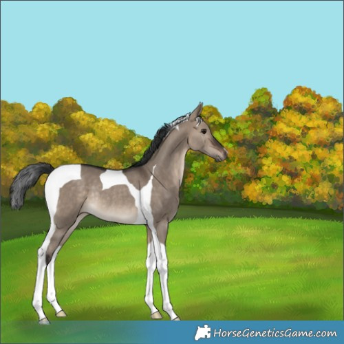 Horse Color:Brown Dun Tobiano Rabicano 