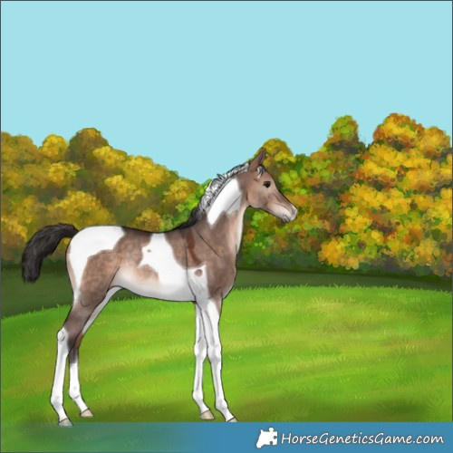 Horse Color:Bay Dun Mushroom Tobiano Rabicano 
