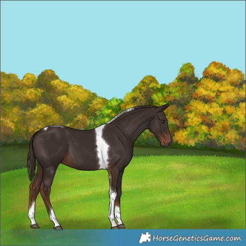 Horse Color:Liver Chestnut Tobiano 