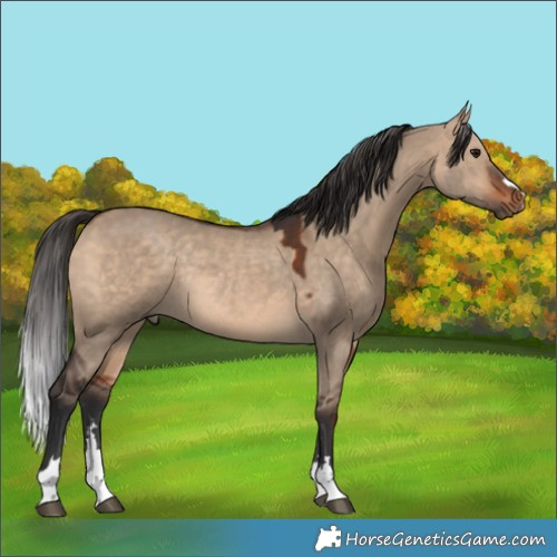 Horse Color:Bay Dun Rabicano