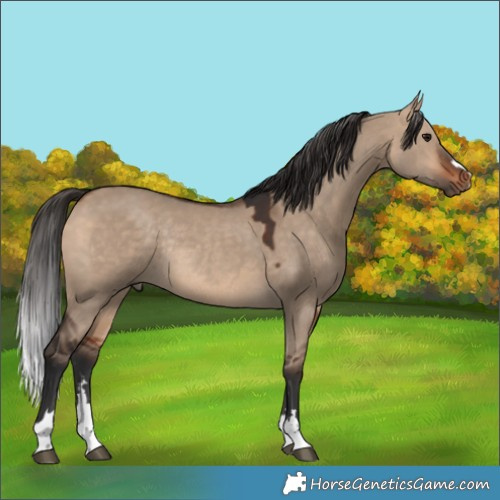 Horse Color:Bay Dun Rabicano 