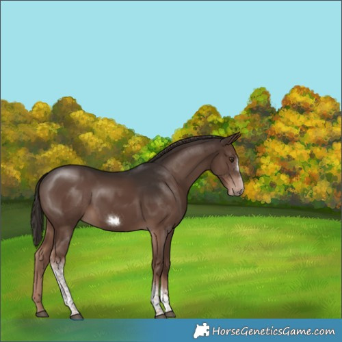 Horse Color:Liver Chestnut Tobiano Frame 