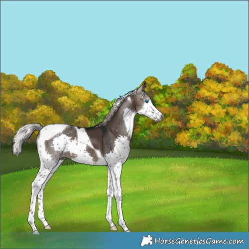Horse Color:Gray Silver Brown Dun Splash Tobiano 