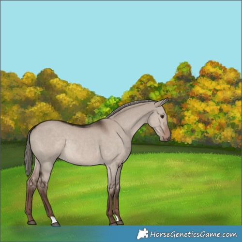 Horse Color:Liver Red Dun Mushroom Rabicano 