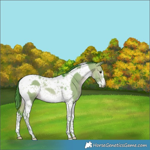Horse Color:Watercolor Brown Dun Tobiano Frame Rabicano 
