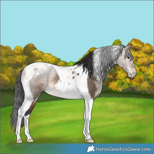 Horse Color:Brown Dun Tobiano Rabicano 