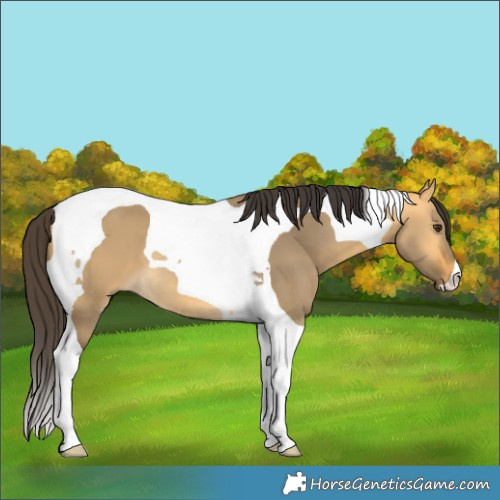 Horse Color:Buckskin Dun Tobiano