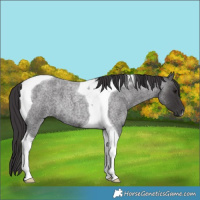 Horse Color:Smoky Blue Roan Tobiano