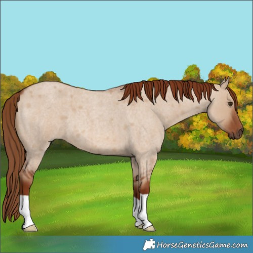 Horse Color:Red Dun Roan 