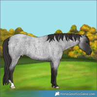 Horse Color:Smoky Blue Roan