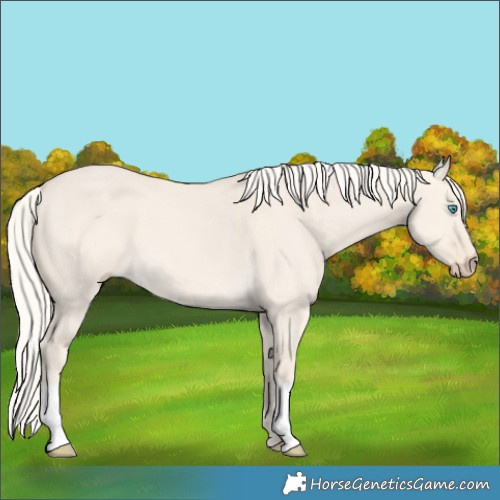 Horse Color:Cremello Dun