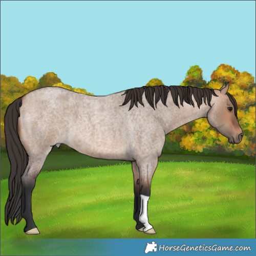 Horse Color:Bay Roan Dun 