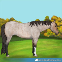 Horse Color:Bay Roan Dun 