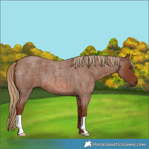 Horse Color:Red Roan