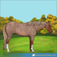 Horse Color:Red Roan