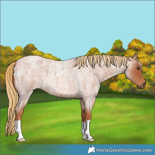 Horse Color:Red Roan