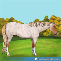 Horse Color:Red Roan 