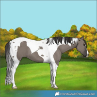 Horse Color:Smoky Grullo Tobiano 