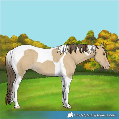 Horse Color:Classic Cream Champagne Dun Tobiano 