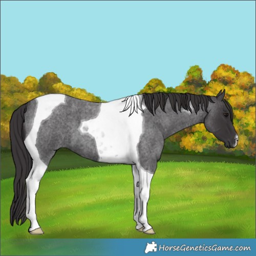 Horse Color:Smoky Blue Roan Tobiano 
