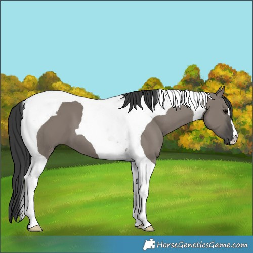 Horse Color:Grullo Tobiano 