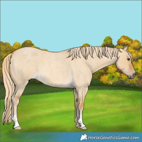 Horse Color:Palomino Roan Dun