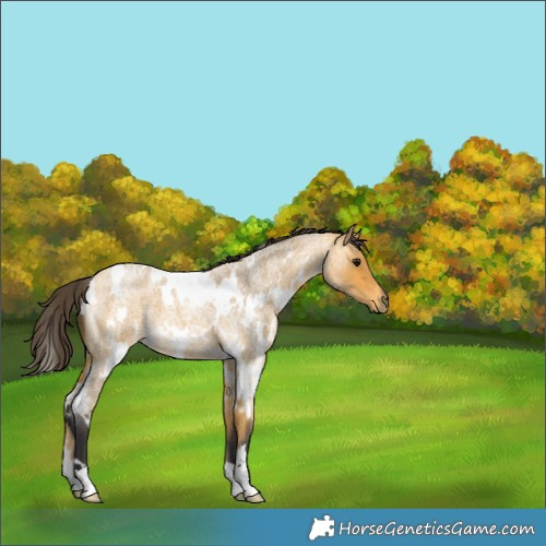 Horse Color:White Spotted Buckskin Roan